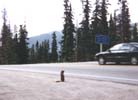 to cross the road