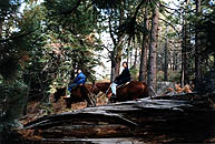 horseback riding